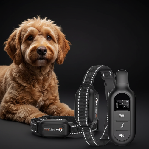 Collier GPS pour Chien - Suivi en Temps Réel